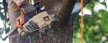 Best Storm Damage Tree Cleanup  in East Moriches, NY