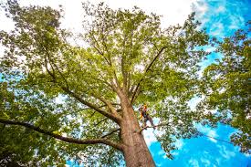 East Moriches, NY Tree Removal Company