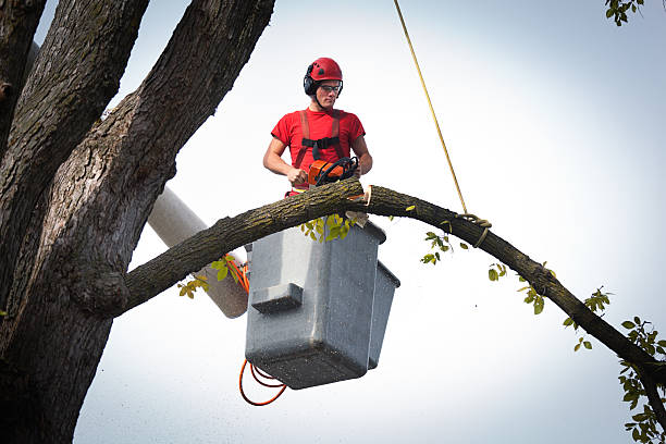 Trusted East Moriches, NY Tree Removal Experts