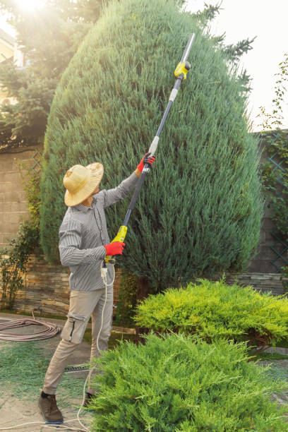 Best Tree Maintenance Programs  in East Moriches, NY