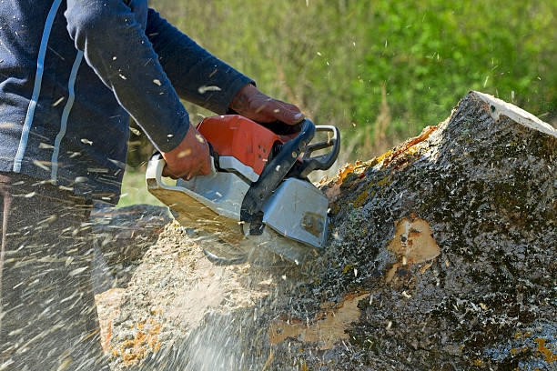 How Our Tree Care Process Works  in  East Moriches, NY